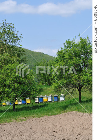 bee home at meadow bee home at meadow 6609546