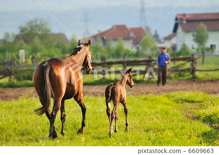 horse nature horse nature 6609663