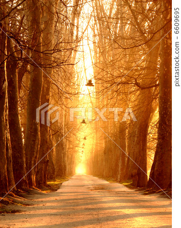 sunrise in beautiful alley 6609695