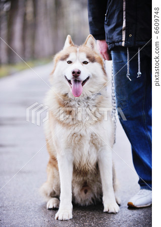 dog animal dog animal 6609748