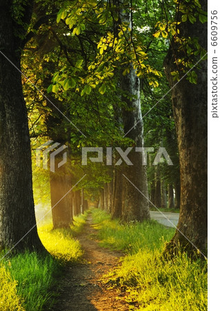 sunrise in beautiful alley sunrise in beautiful alley 6609756