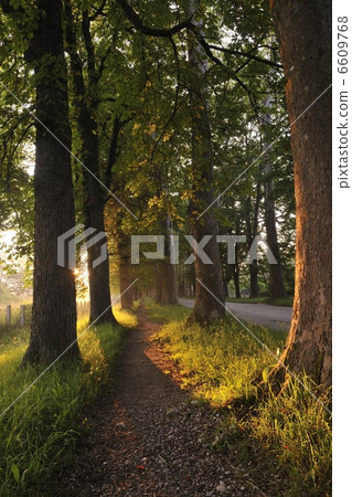 sunrise in beautiful alley sunrise in beautiful alley 6609768