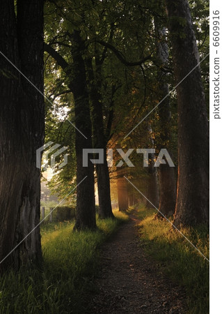 sunrise in beautiful alley 6609916