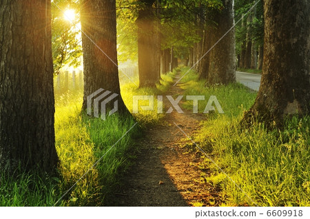 sunrise in beautiful alley 6609918