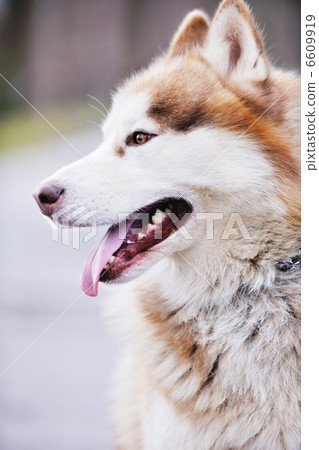 dog animal dog animal 6609919