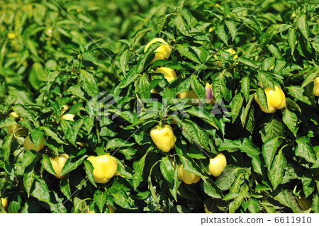 fresh organic food peppers 6611910