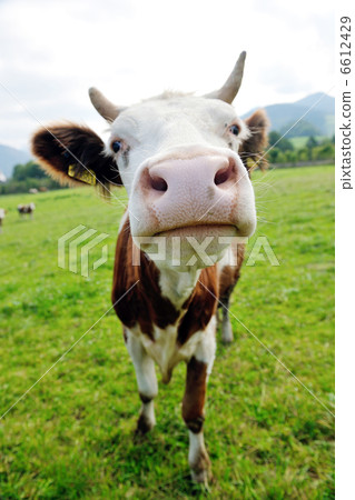 cow animal on field cow animal on field 6612429