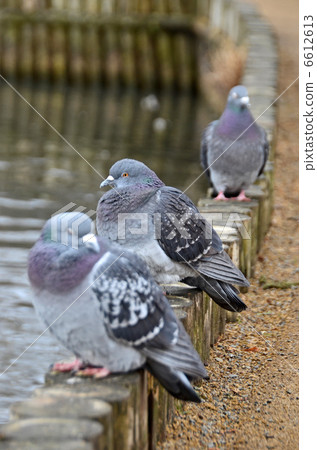  pigeon 6612613