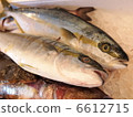 Hiramasa (whole body) 6612715
