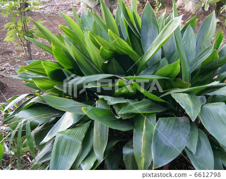 哈蘭：茴香 6612798