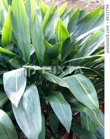 哈蘭:茴香 哈蘭:茴香 6612799