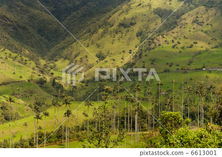 Vax palm trees of Cocora Valley, colombia 6613001