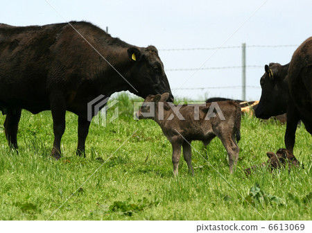 Parent and child of a cattle in a ranch Parent and child of a cattle in a ranch 6613069