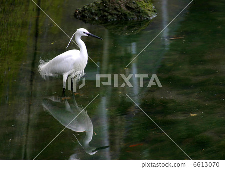 Brilliant Shirasagi 6613070