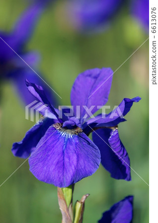 我讀虹膜虹膜作為虹膜。 6613076