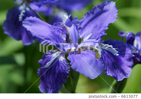 因為我在第一個虹膜Ichihatsu等早期開花... 6613077