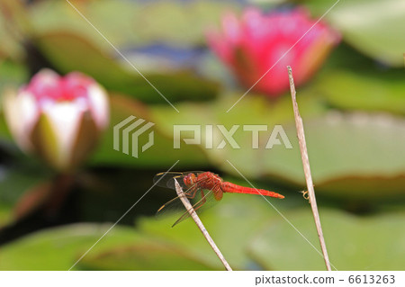 荷花池偽劣的蜻蜓 6613263