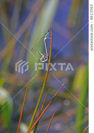 交配Ao montitonbo 6613563