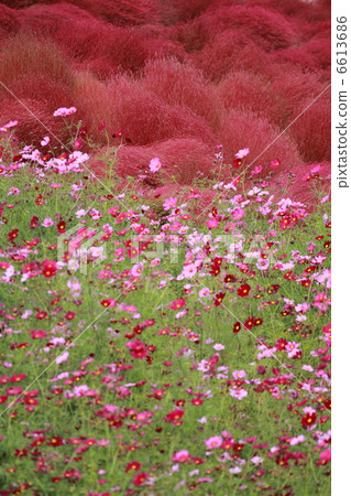 Fall of Mihara's hill 6613686