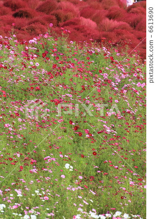 Fall of Mihara's hill 6613690