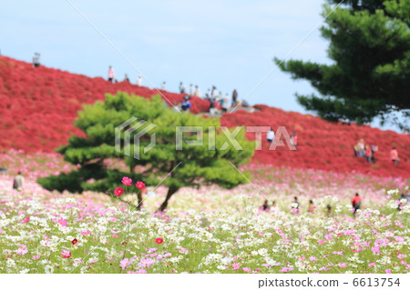 Kokia of Mihara's Hill 6613754