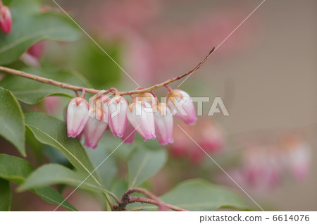 毛毛蟲樹 毛毛蟲樹 6614076