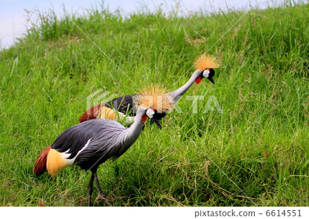 美麗的鳳頭鶴 6614551