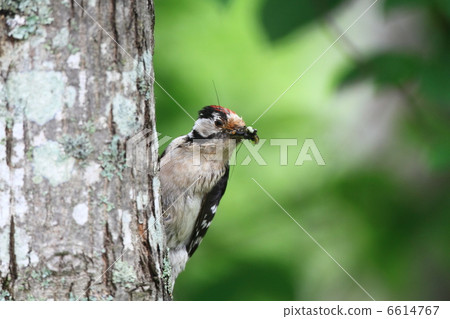 核心卡蓋拉 核心卡蓋拉 6614767