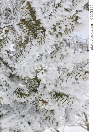 Branch lobe ice 6615335