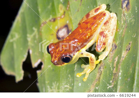 Red-skirted Treefrog (Dendropsophus rhodopeplus) on a leaf beside a rainforest pool in Ecuador 6619244
