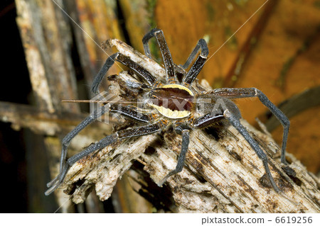Amazonian Raft Spider (Family Pisauridae) in rainforest, Ecuado Amazonian Raft Spider (Family Pisauridae) in rainforest, Ecuado 6619256