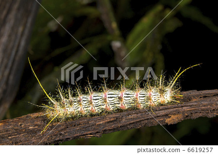 Spiny venomous larva of a saturniid moth from the Ecuadorian Ama 6619257