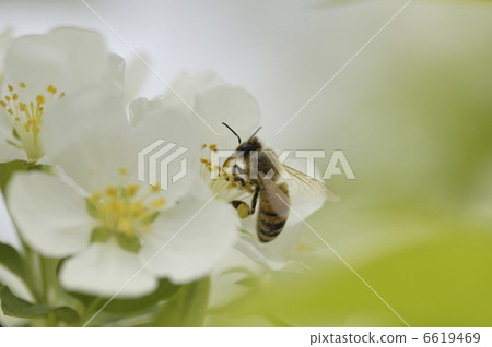 A bee A bee 6619469