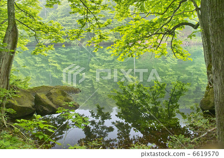 Naenuma Naenuma 6619570