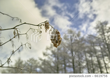 日本虎杖 6619756