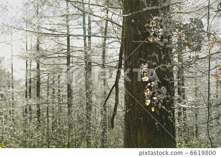 Crane hydrangea and pine wood 6619800