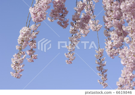 Weeping cherry tree Weeping cherry tree 6619846