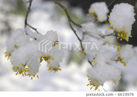 Snow on Sanshuyu 6619976