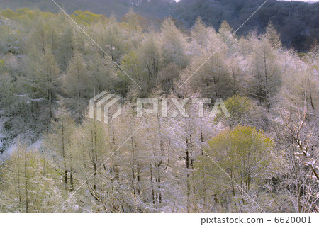 Calacine pine forest Calacine pine forest 6620001