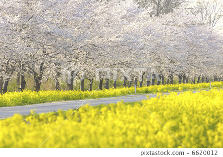 Row of cherry trees 6620012