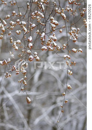 確實是蛤蜊的雪 6620026