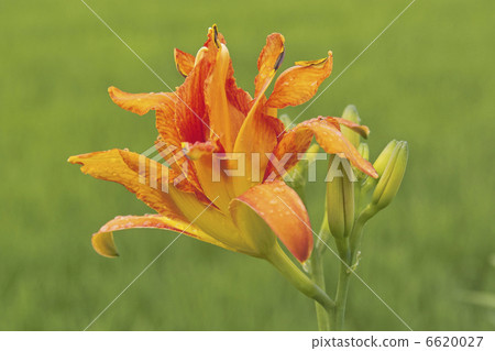 甘草 甘草 6620027