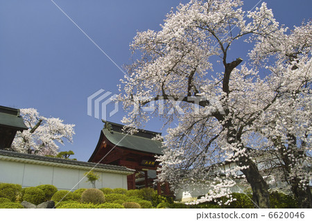 Gate and cherry blossoms 6620046