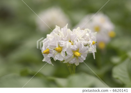 馬鈴薯花 6620141
