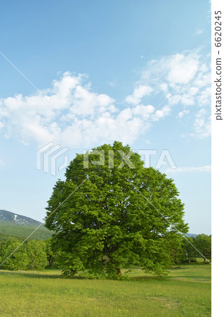 Tree tree Tree tree 6620245