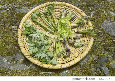 野生植物 6620252