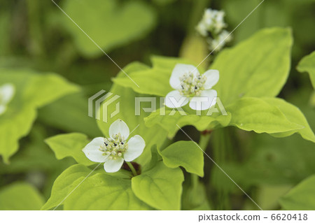 Umebachissau 6620418