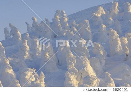 一棵樹 一棵樹 6620491