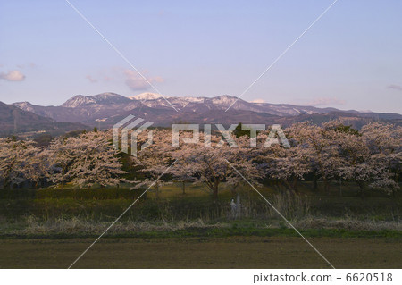 美雪公園的櫻花樹 6620518