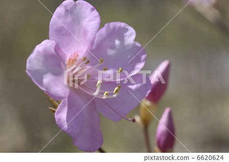 Murasaki Yashiro Azalea 6620624